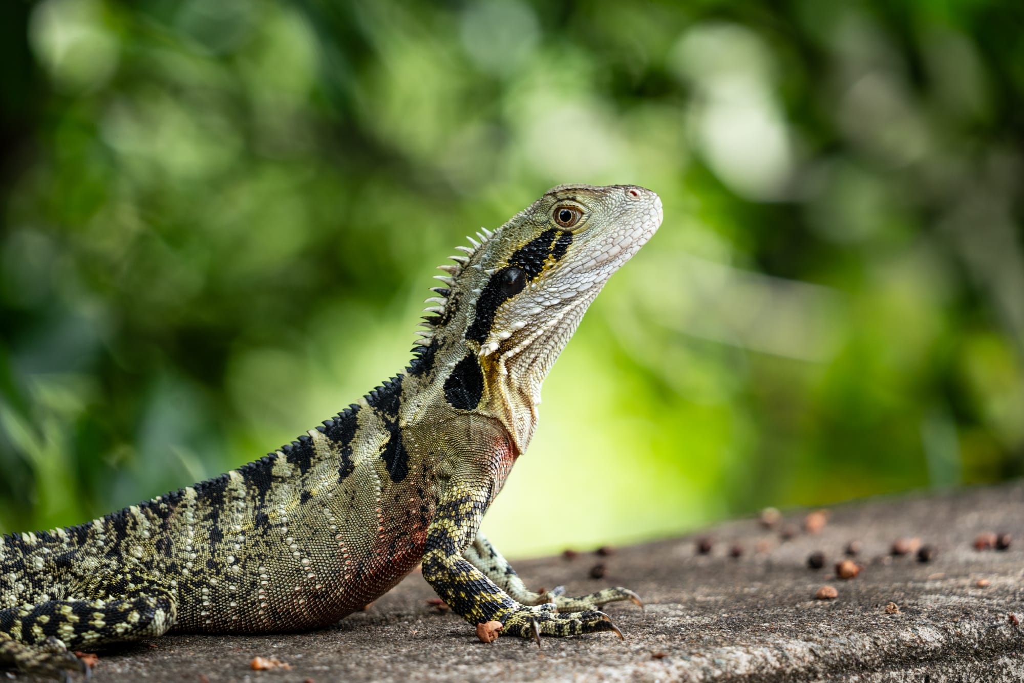 https://katrinalosurdo.com/wildlife-2026/