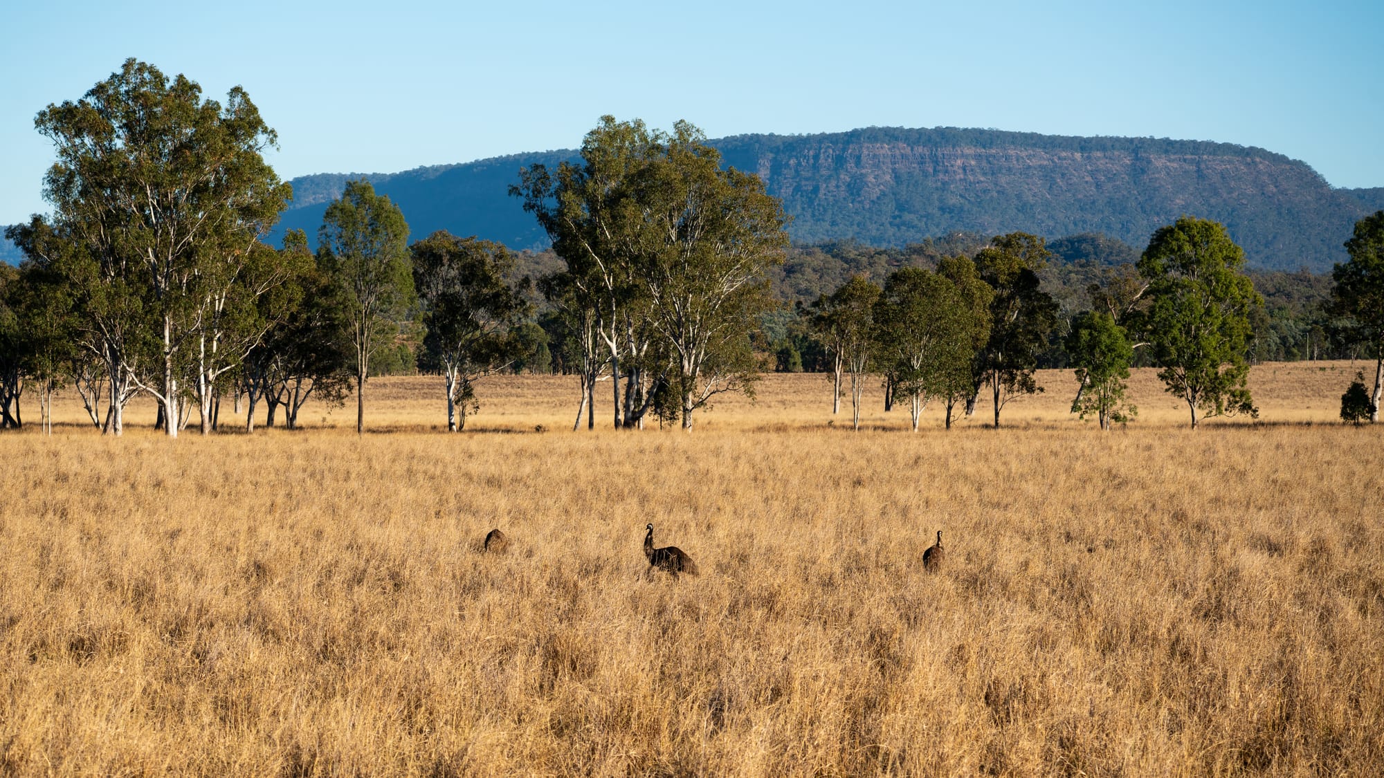 https://katrinalosurdo.com/carnarvon-gorge-2026/