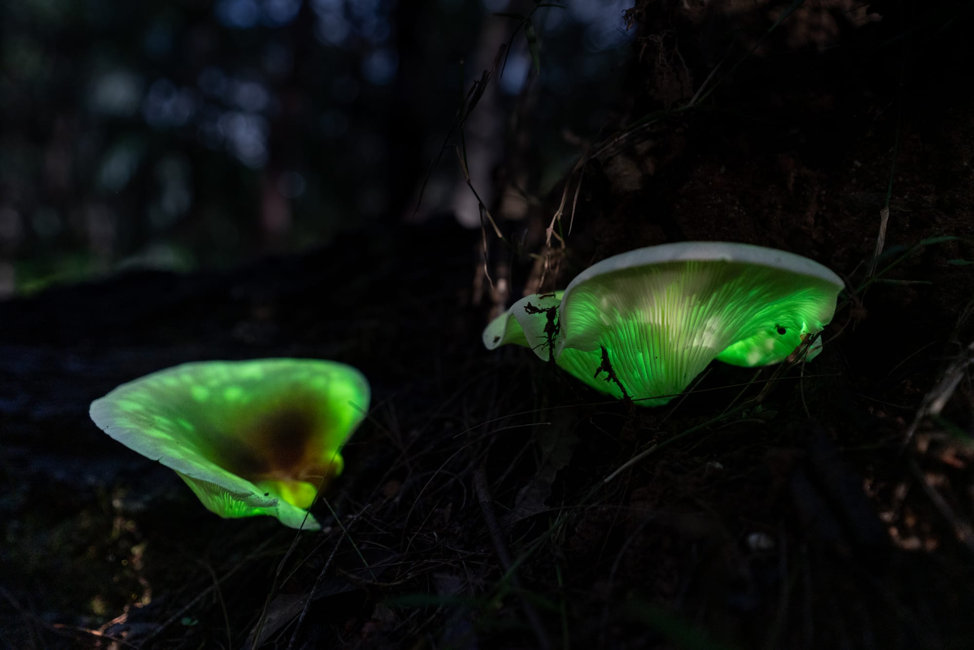 https://katrinalosurdo.com/ghost-mushrooms-2026/