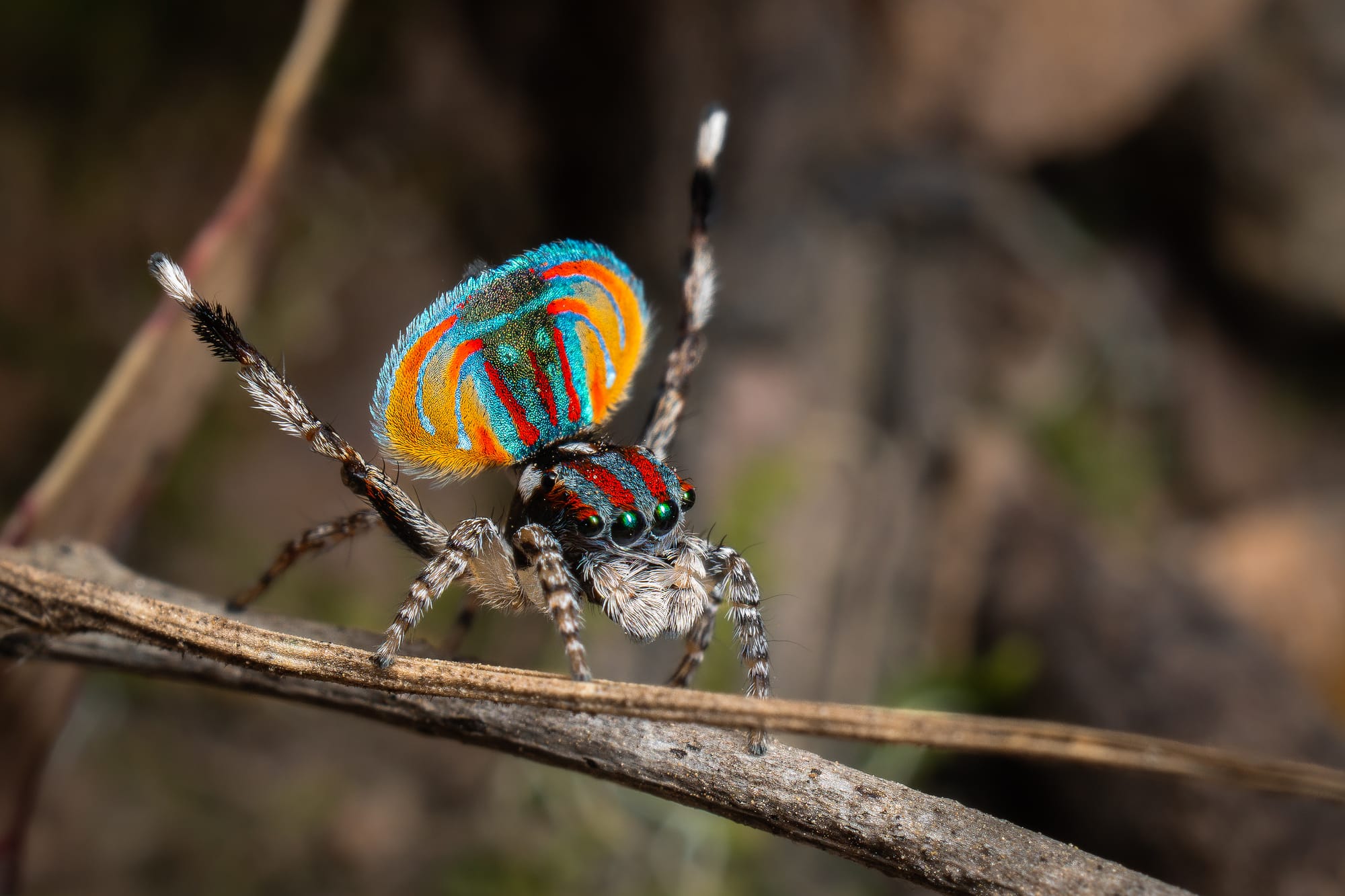 https://katrinalosurdo.com/peacock-spiders-2026/